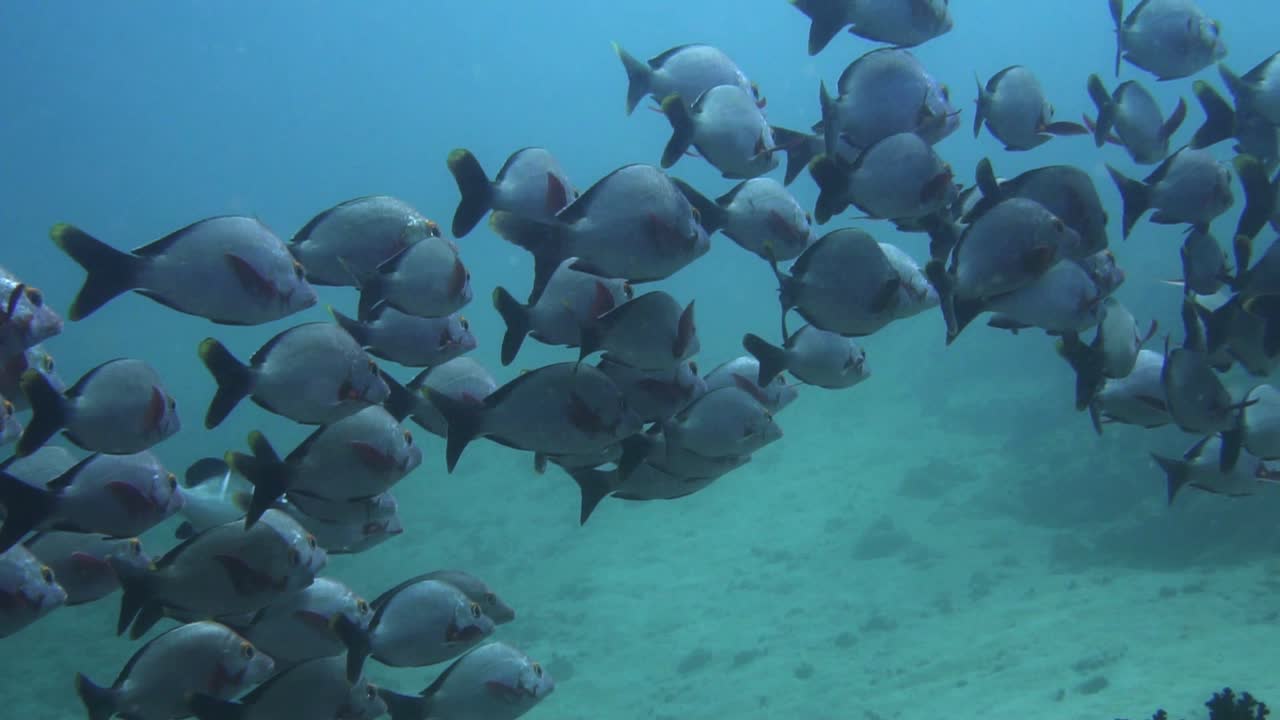 수중 물고기의 큰 학교 - 모잠비크의 열대 바다에서 스쿠버 다이빙