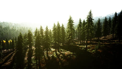 Fog-covered-trees-in-the-mountains