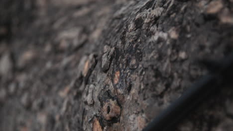 Water-Drops-Falling-On-The-Tree-Trunk-In-The-Garden---close-up-shot