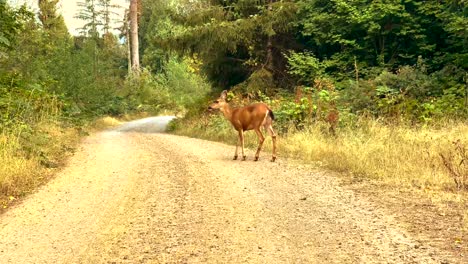 deer close up on dirt road in forest_iphone pro 12 max_4k30fps