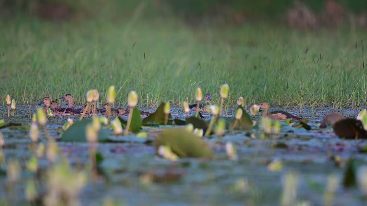 폰드 에서 먹이 를 먹는 작은 휘파람 오리 의 무리