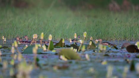 rebaño de patos silbadores menores que se alimentan en pon d