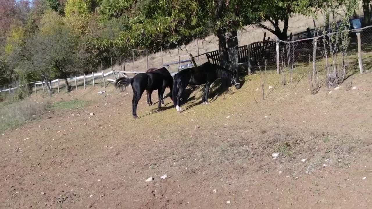 밝은 여름날 나무 아래에서 풀을 먹고 있는 말들
