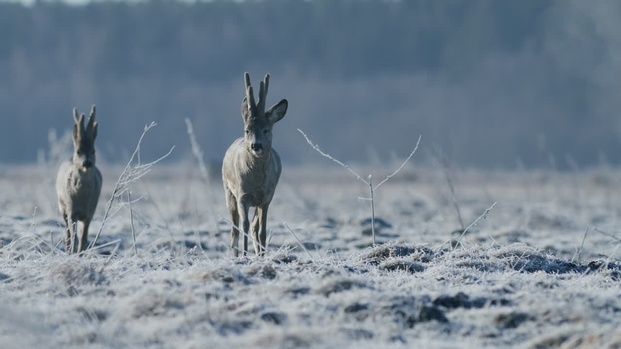 Rådyr løper og går, spiser gress om våren i gyllen time, tidlig morgen med frostvær.