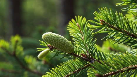 close-up of a pine tree branch with green needles and young pine cones