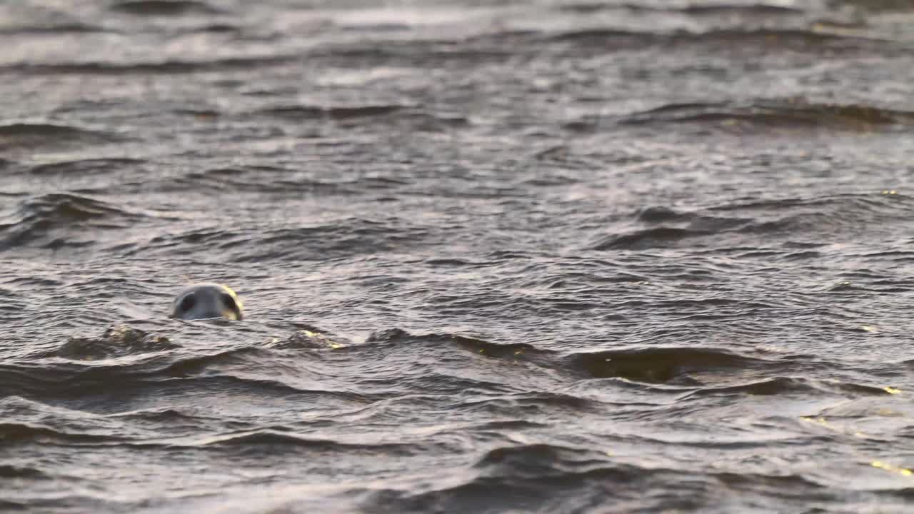 Seal Swimming In Choppy Waters And Diving