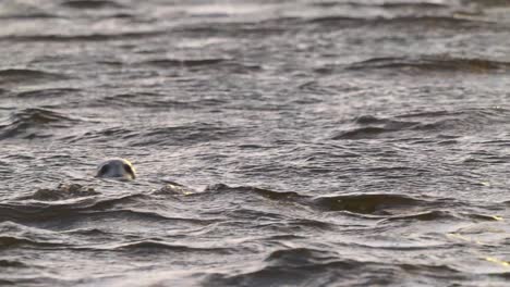 seal swimming in choppy waters and diving