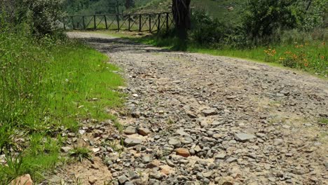 Old-gravel-road-leading-to-the-chalets-and-guest-houses-at-Camelroc-vacation-farm-past-old-trees-and-farm-fence,-South-Africa