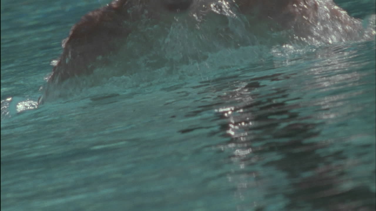 한 남자가 수영장에서 나비 스타일로 수영한다