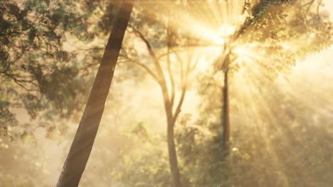 foggy forest in early morning