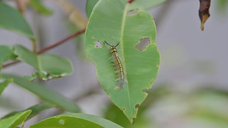 Seen-on-a-green-leaf-with-some-parts-already-eaten-moving-with-some-wind-as-an-ant-moving-from-left-to-right-at-the-background,-Yellow-striped-Caterpillar,-Thailand