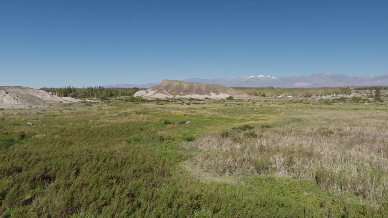 Dron volando sobre vegetación de marisma y cañaverales cerca del Embalse Cuesta del Viento en el Departamento Iglesia, San Juan, Argentina, con las estribaciones andinas elevándose más allá de la llanura semiárida