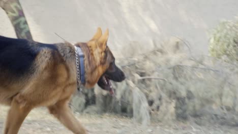 a german shepherd dog running and playing in slow motion where there are trees around