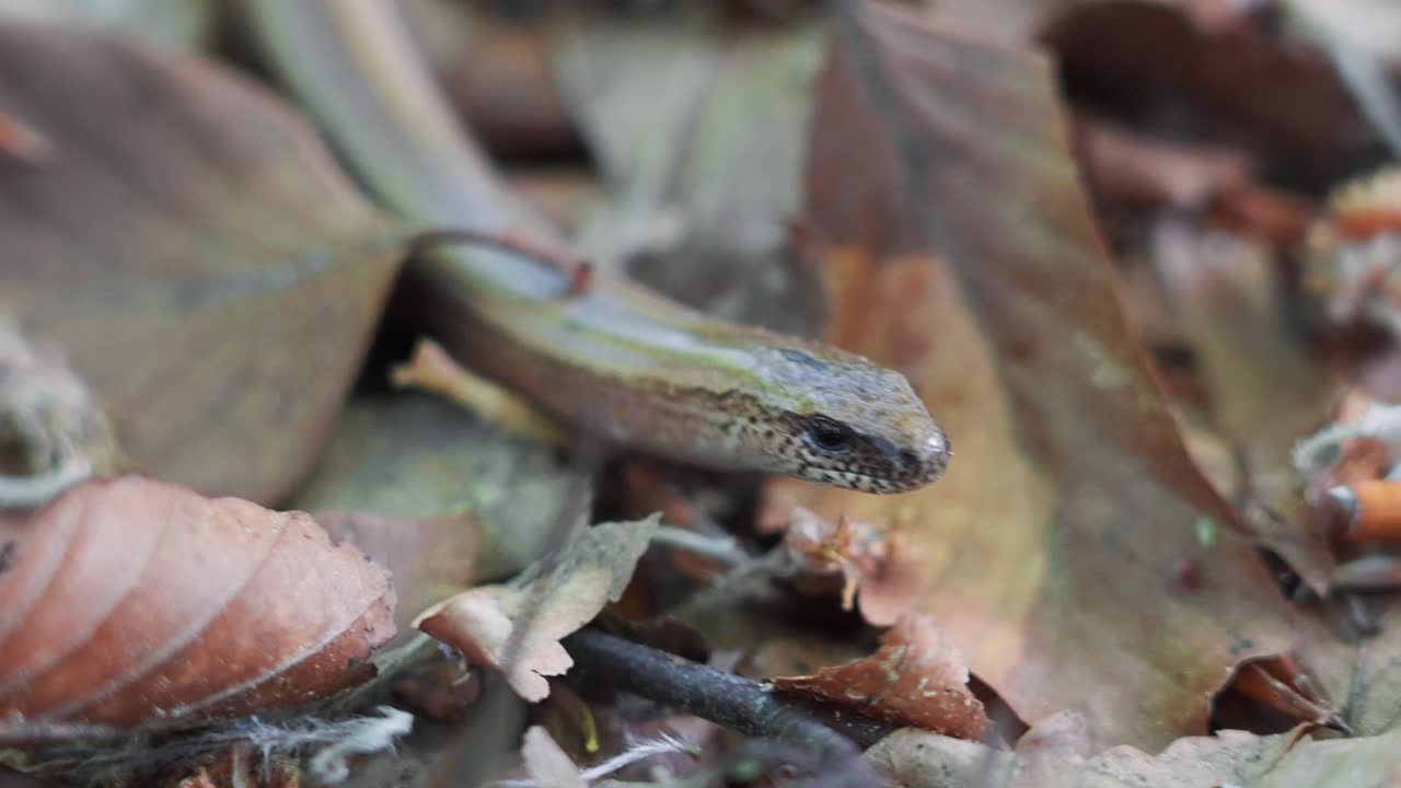 Slow Worm (Anguis Fragilis) Moving Through The Dried Leaves In The Forest. - closeup shot