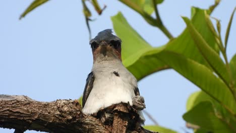 pájaro rápido de árbol de crin gris con pollito