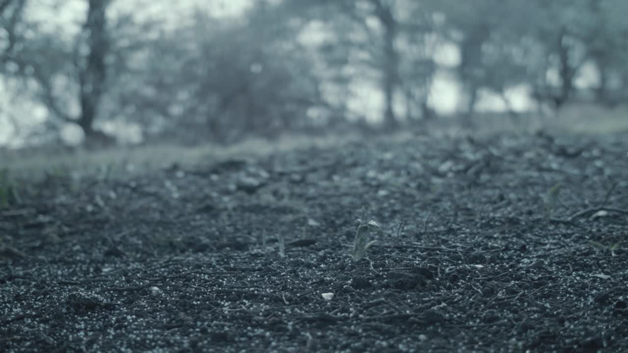 Hailstones rack focus wilderness