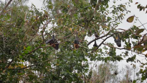 muchos murciélagos frugívoros colgando boca abajo de los árboles durmiendo, día ventoso, plano general, maffra, victoria, australia
