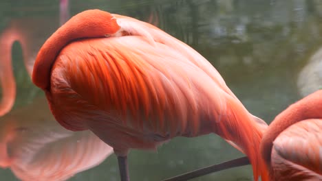 flamenco rosado en el zoológico