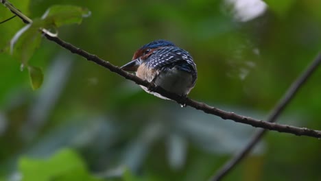 martín pescador anillado lacedo pulchella, parque nacional kaeng krachan, tailandia, macho joven visto desde debajo de una rama oscilante con el viento de la tarde en la jungla