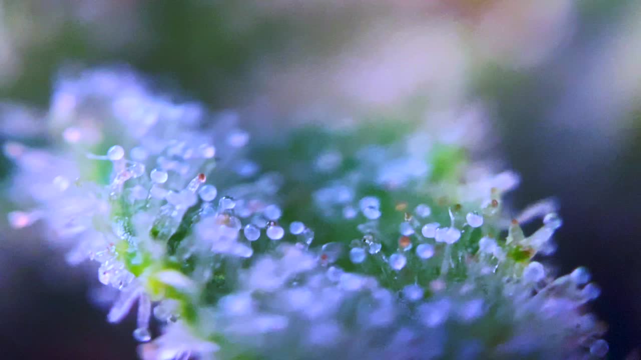 현미경으로 마리화나 마리화나 마약의 최고의 영상 thc cbd