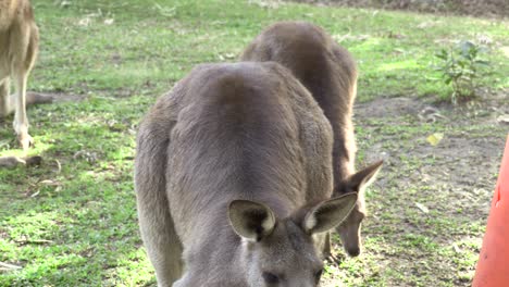 canguro australiano en cautiverio. ponerse de pie para llamar la atención