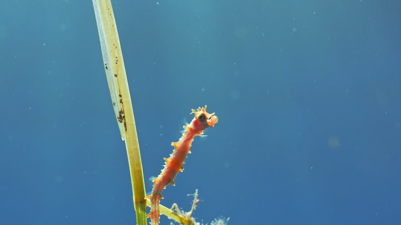 Macro di Hippocampus hippocampus che guarda la telecamera su una foglia di posidonia.