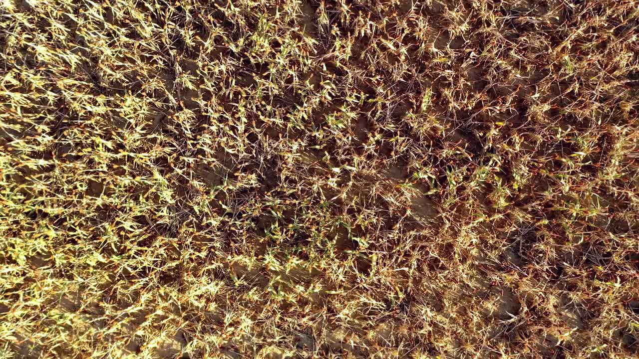 volando hacia arriba en un campo de grano de milo y el final de la temporada-1