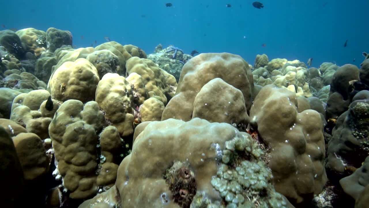 arrecifes de coral de indonesia con fondo de océano azul - cámara lenta