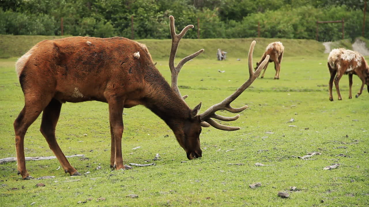 el alce macho gigante come y pasta en la hierba