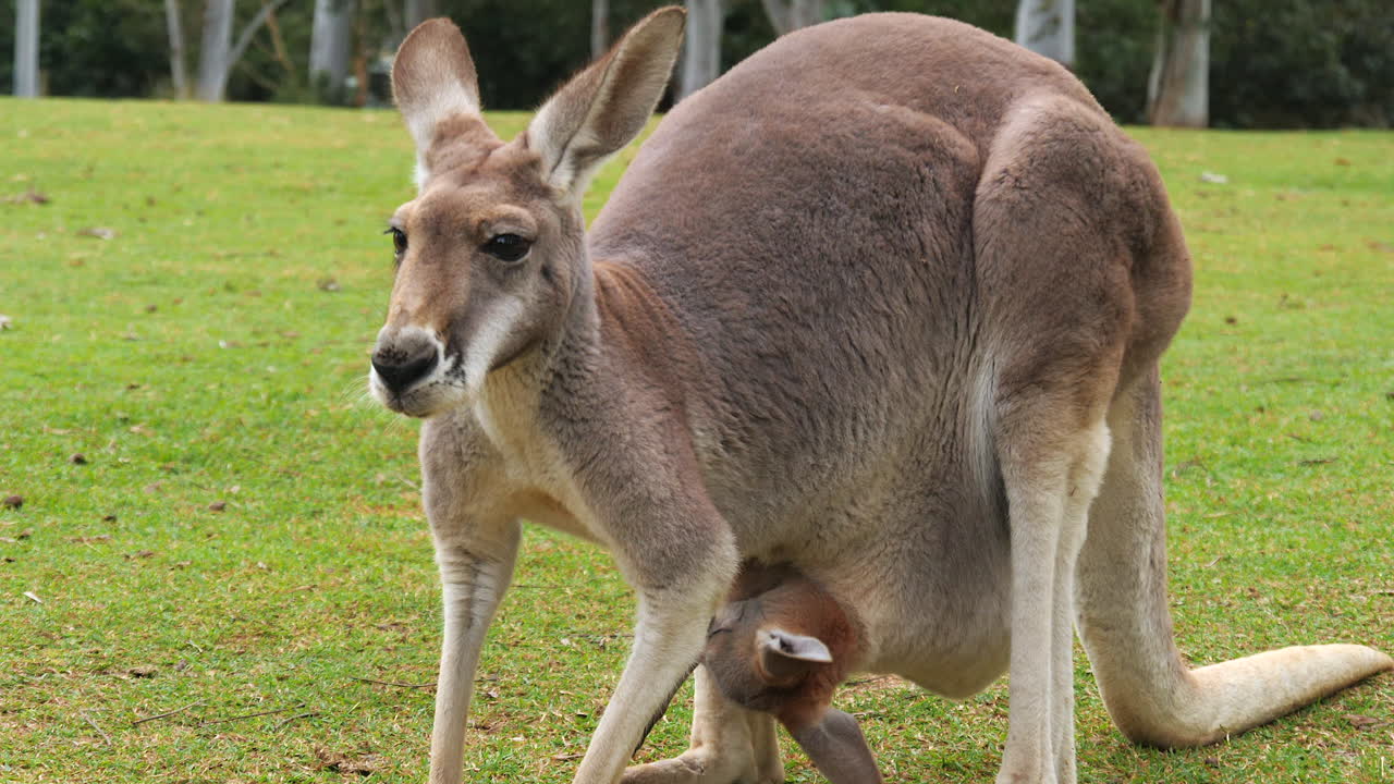 madre canguro rojo con un joey en su bolsa