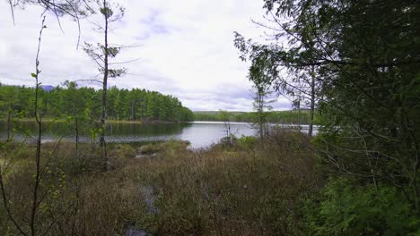 Stream-going-through-woods-in-a-marsh