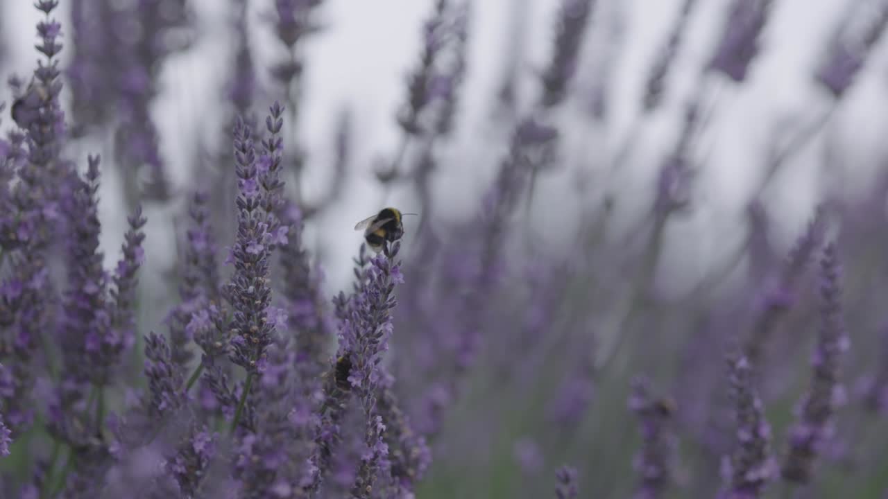 Primo piano di lavanda con ape che vola intorno