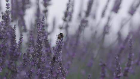 Nahaufnahme-Von-Lavendel-Und-Biene-Fliegt-Herum