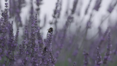 cerca de lavanda y abeja está volando