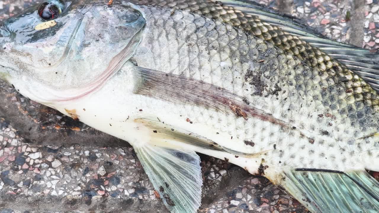 A detailed view of a fish lying on a rough, textured ground, showcasing its scales and fins.
