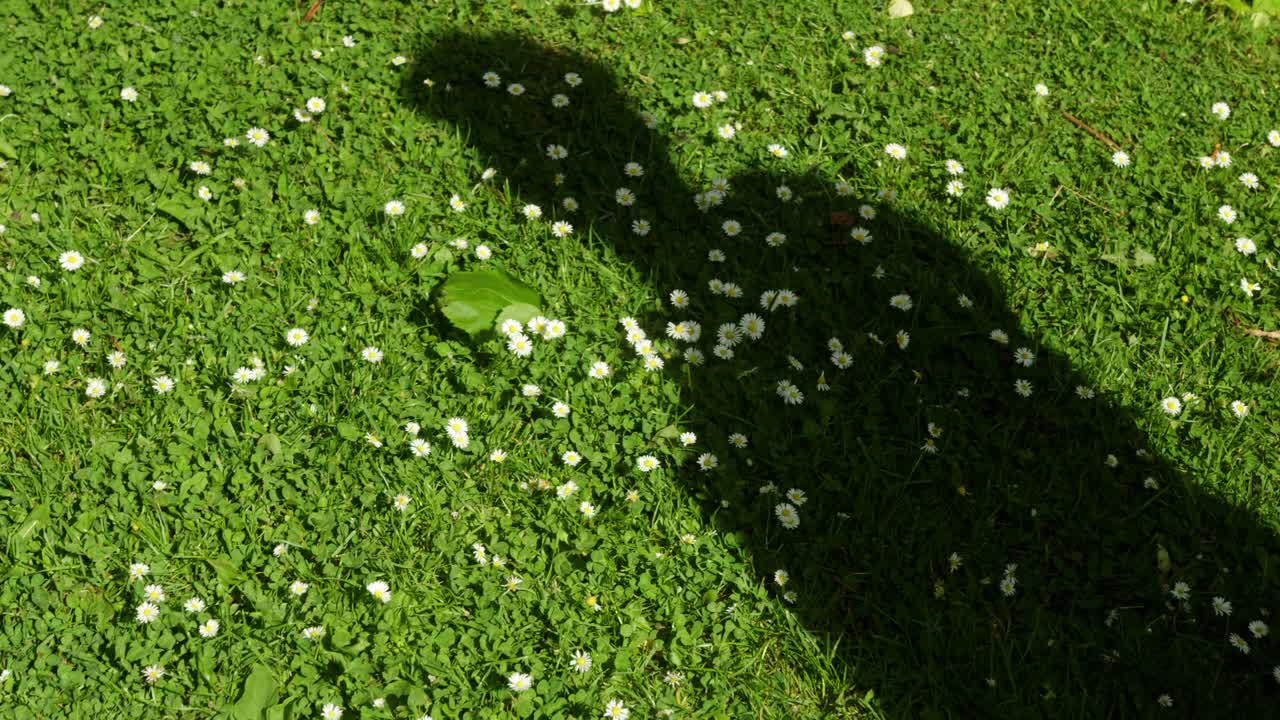 Shadow silhouette of a man cast over green grass dotted with small white flowers on a sunny day - selective focus shot