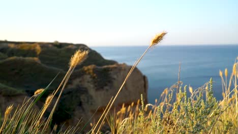 waving yellow grass on the wind with cliffs and the sea on the background