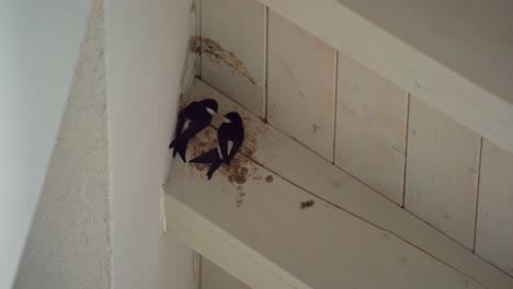 clip largo de dos golondrinas que están sentadas bajo un techo de madera de una casa blanca e intentan construir un nido para su descendencia