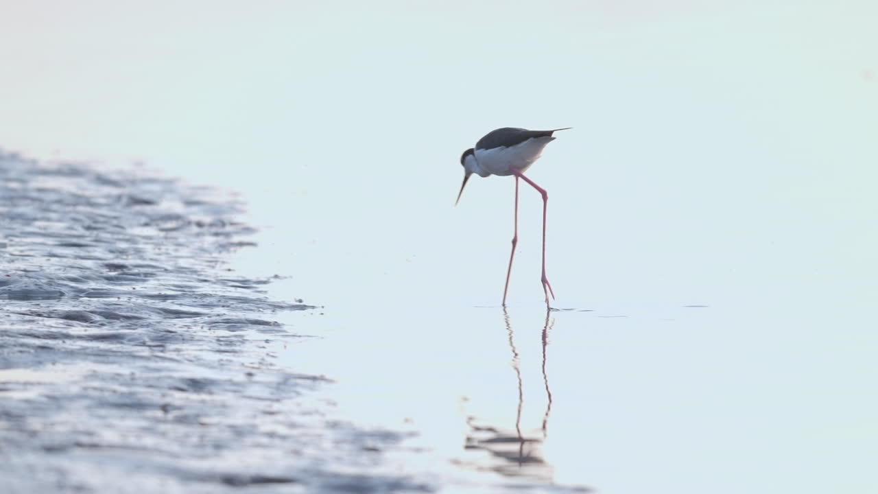 Black Necked Stilt Walking and Feeding on Sandy Beach Shore Water