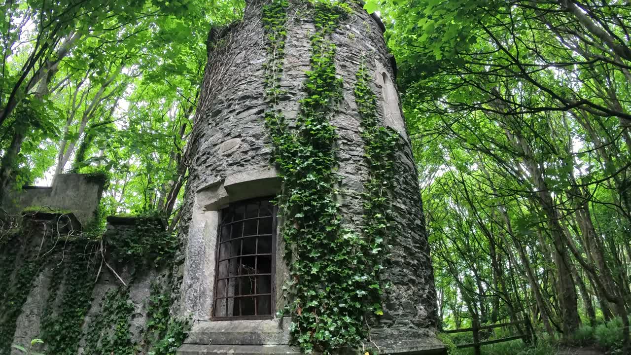 Looking up at magical castle ruins surrounded by wild ivy woodland forest lush dense foliage