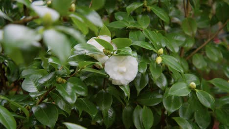 a vibrant camellia in full bloom with soft petals and rich details. captured in 4k slow motion, this shot showcases the elegance of nature and botanical beauty.