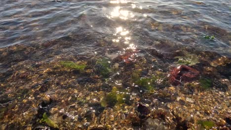 sunlit waves washing over seaweed and rocks