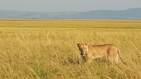 slow motion of lion in masai mara, lioness in long tall grass, africa animals on wildlife safari in savannah in maasai mara in kenya, wide angle close up shot in savanna landscape scenery