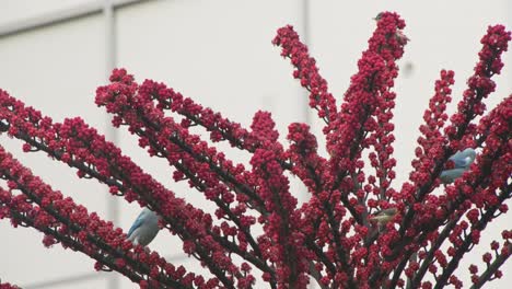 blue-birds-eating-red-flowers-4k