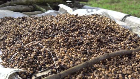 drying coffee beans in the sun, honduras