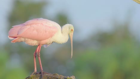 roseate spoonbill close up balancing on branch