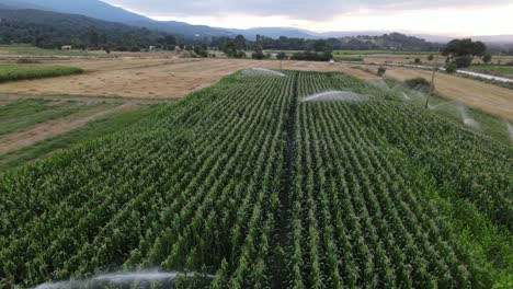 riego de campos de maíz verde