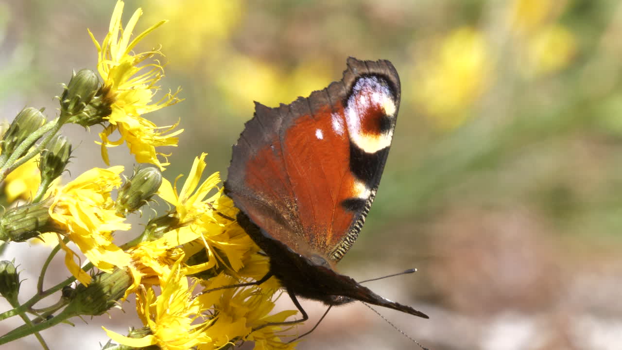 Bella farfalla posata sui fiori e che spicca il volo, Primo piano