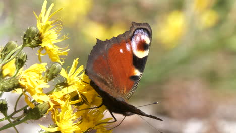 Hermosa-Mariposa-Sentada-Sobre-Flores-Y-Despega,-Cierra