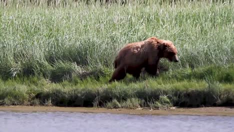 oso pardo caminando junto al arroyo